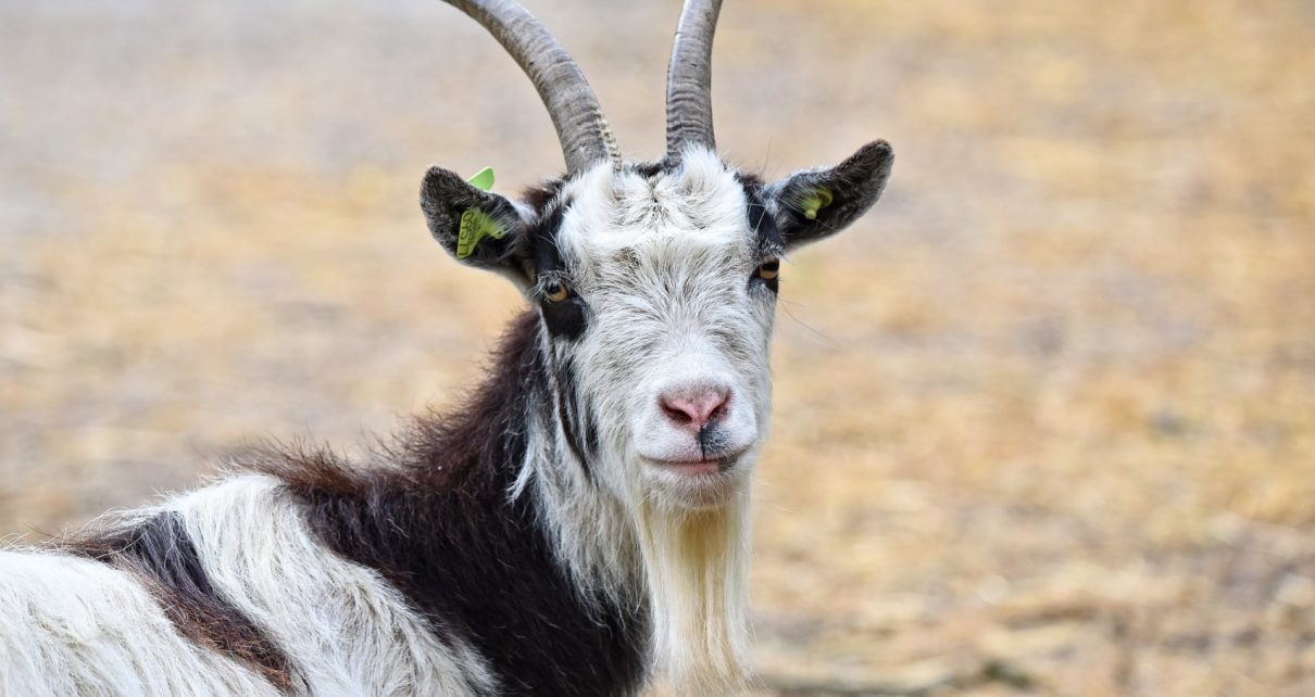 Best Indian Goat Breeds For Meat